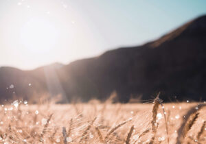 Potomac Ridge Brewing – Great Brews are Just the Beginning